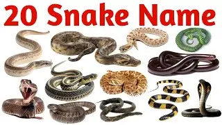 20 साँपों के नाम | Learn 20 Snake Names in English for Kids, Students and Beginners