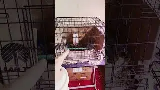Dog Crate Chicken Brooders