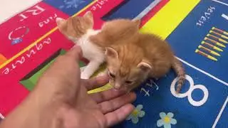 Wow.20 Days Kittens Can Open their Eye and Walking.#kitten #cat #cutecat @TheStrayCatsandKittens