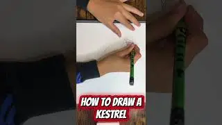 #KESTREL #drawing #drawing4kids #animaldrawing #art #easydrawing #drawinglessons #drawing #tutorial