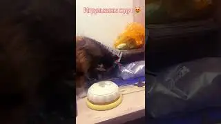 Вечер обещает быть не томным😻😂 #cat #funny #веселыекоты #прикольныекоты #котики #котосемья