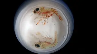 Lobster Transmedia (Part 1) - Research Overview