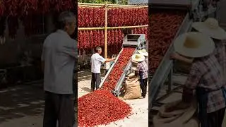 Farmers are processing and drying chili peppers#shorts #farmer #fruit #nature #agriculture  #farming
