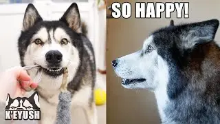 Husky DROPS Toy in Shock at Seeing Best Friend After a MONTH Apart!