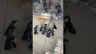 ペンギンの学校