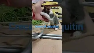 crece el chiquito