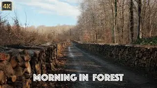 Peaceful View of Belgrad Forest Istanbul | Relaxing Nature Ambiance