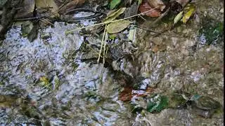 Stromend water in de Nationale Tuin van Athene
