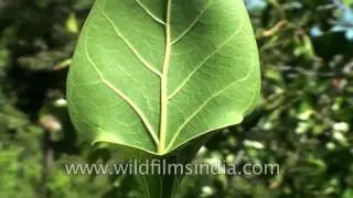 Ficus Krishnae or Krishna Fig