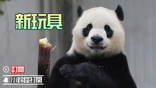 《海歸熊貓探班記》第63期 “小奇跡”與牠的麻袋玩偶 | iPanda熊貓頻道