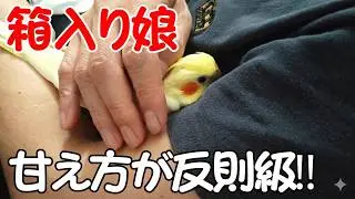 大騒ぎの雛を外に出したら、迷わずパパの脇へ…Cockatiel chicks love daddy's armpits#オカメインコ#オカメインコ 雛#癒し #Parakeet