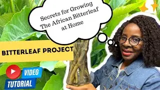 Grow Bitterleaf at Home - Unbelievable Care Tips You Must Know Before Transplanting!