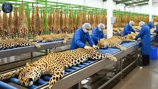 How Raw Animal Hide Is Turned Into Luxury Leather | Modern Factory (Full Process)
