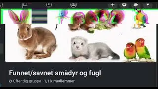 Nasjonal gruppe - Funnet/savnet sm&aring;dyr og fugl