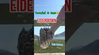 burung eider si bulu paling mahal😱#eiderdown#viral#edukasi