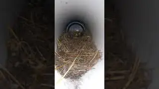Kuş yuvasi / Vogelnetz