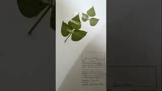 🌿