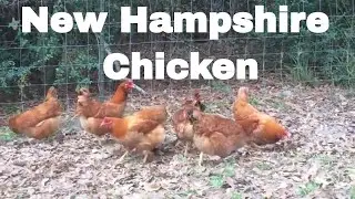 Chicken Breed Analysis: New Hampshire