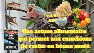 Guide d’alimentation du caméléon