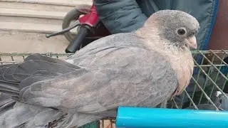 سوق الجمعه اسعار الجلفه🌽 الزغاليل الزاجل والغزار🚀السيد مع الحمام