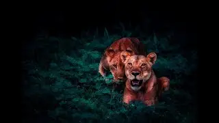 [Jungle Terror] Gaminow - Jungle Sound (FREE DOWNLOAD) | Ones To Watch Records