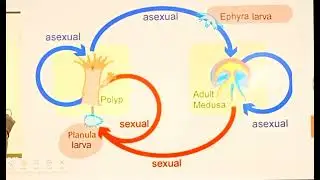 What is Metagenesis? Life Cycle of Obelia (Easy Way) || Class 11