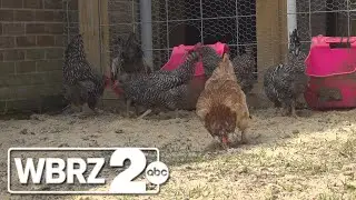 EBR school introduces new agriculture initiative to turn farm skills into life skills