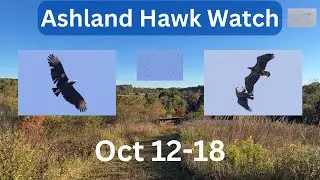 Ashland Hawk Watch Update Week 7: Highlights and Raptor Identification Practice (Oct 12-18)
