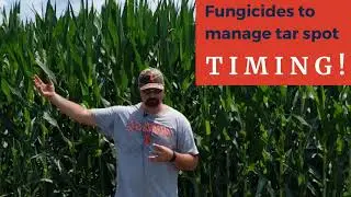 Illinois Virtual Field Days 2020 #4: Dr. Nathan Kleczewski talks corn diseases (8.17.2020)
