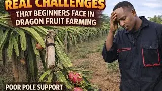 The Hard Truth About Starting Dragon Fruit Farming