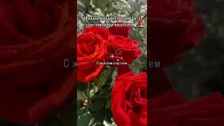 Женское счастье #rose #flowers #life #follow #love #nature #счастье #розы #цветы #shorts #status ￼