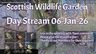 Day Stream January 6th 2026 | Bird Feeders, Wildlife Cameras Scotland UK from SWG