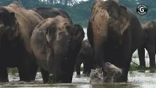 Surveying Wild Animals During Flood Season