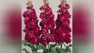 МАТТИОЛА ЛЕВКОЙ (MATTHIOLA)