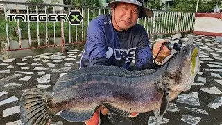 Fishing for Giant Snakehead with TriggerX Slop Hopper