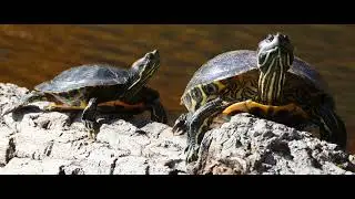 RED EARED SLIDERS