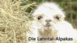 Vom Schwarm zur Zucht