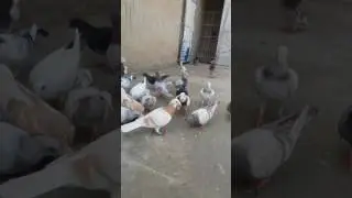 Adnan pigeno nawa killi