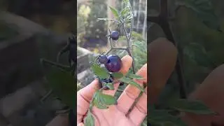 Rare Black Tomatoes!! 🖤 #black #tomato #rare #garden #harvest  #gardening #trending #viralshort
