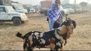 Tonk bakra  mandi 