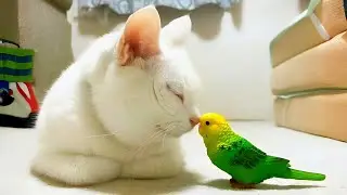 Funny Cat And Parrot: A Compilation Of Funny And Cute Clips
