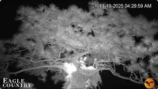 Owl knocks Skye off a branch Eagle Country Nest Cam 2025 / Bayhead Cam 2025 / Cow Cam 2025