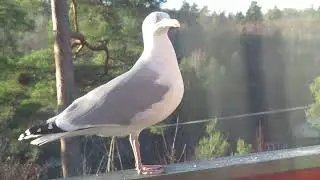 Gus the Seagull Take Off 😎