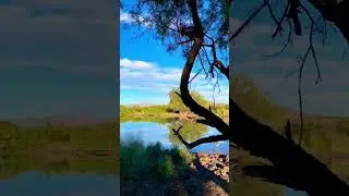 Great Blue Heron Flying Over Desert Pond #newmexico #wildlife #ponds