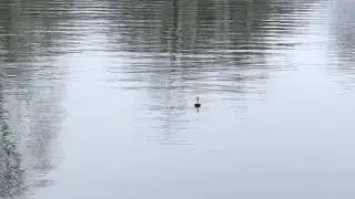 Fishing for perch with a Perch Bobber float