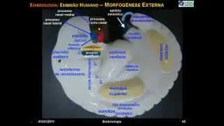 Embri&atilde;o e Feto - membros e face - V&Iacute;DEO AULA