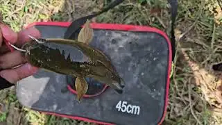 បបក់ត្រីស្រែ ខែទឹកស្រក #fish #fishing #adventure