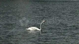 Downtown Orlando, Florida. Stock Footage
