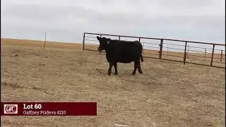 Lot 60 Gaffney Prideva 4210