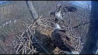 WHAT is Happening?!?  Hanover, PA eagles nest  April 5, 2018